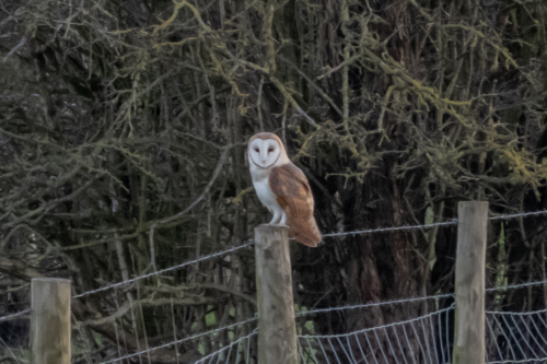 Barn Owl 210307-001