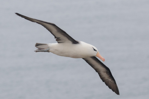 Black-browed Albatross Blog 210820-005