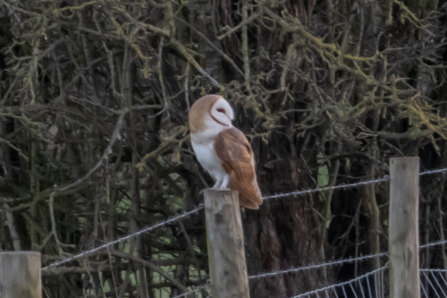 Barn Owl 210307-002
