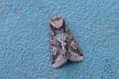 Moths 221016-002